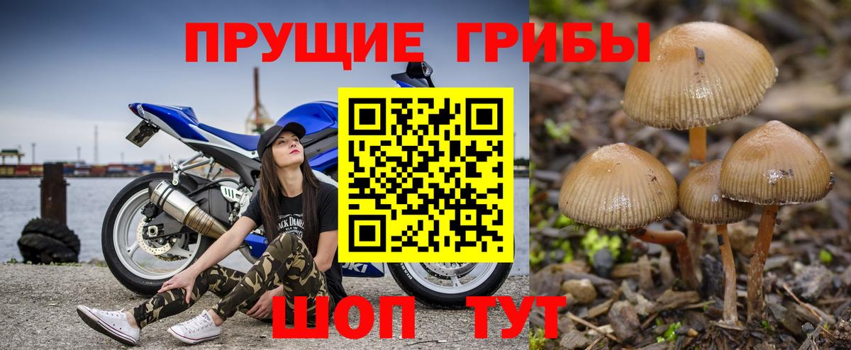Галлюциногенные грибы ЛСД  Вход с VPN  Большой Камень 
